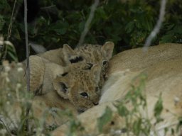 Western_Corridor_(Kirawira)2003-094